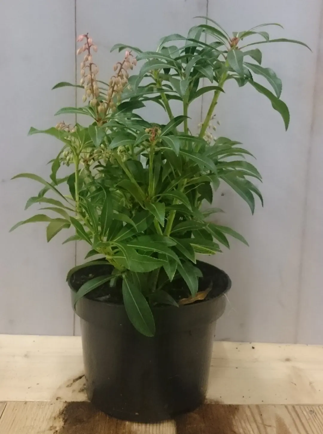 2 stuks! Pieris 30 cm Warentuin Natuurlijk Rotsheide