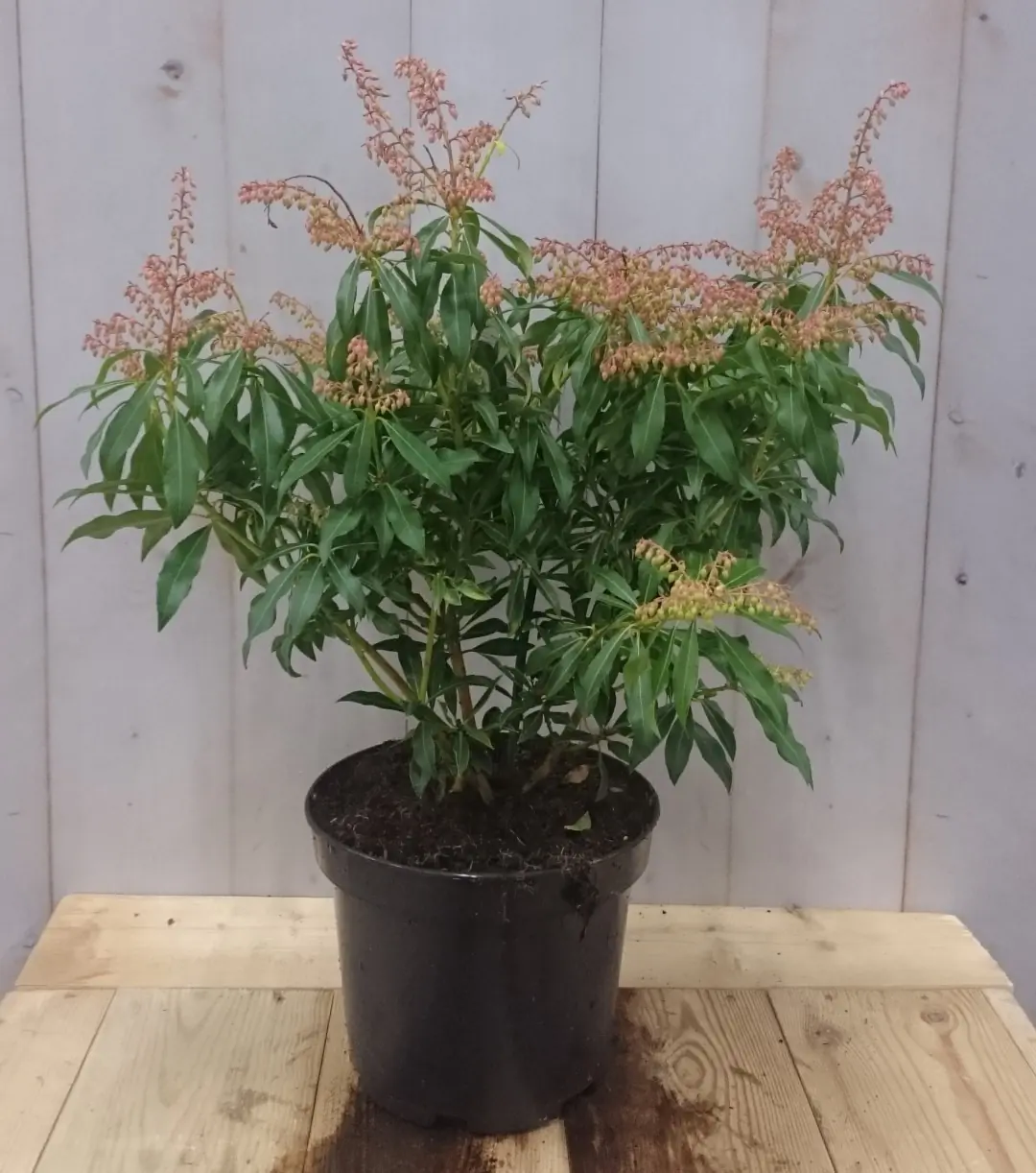 Pieris Rotsheide 40 cm groen Warentuin Natuurlijk