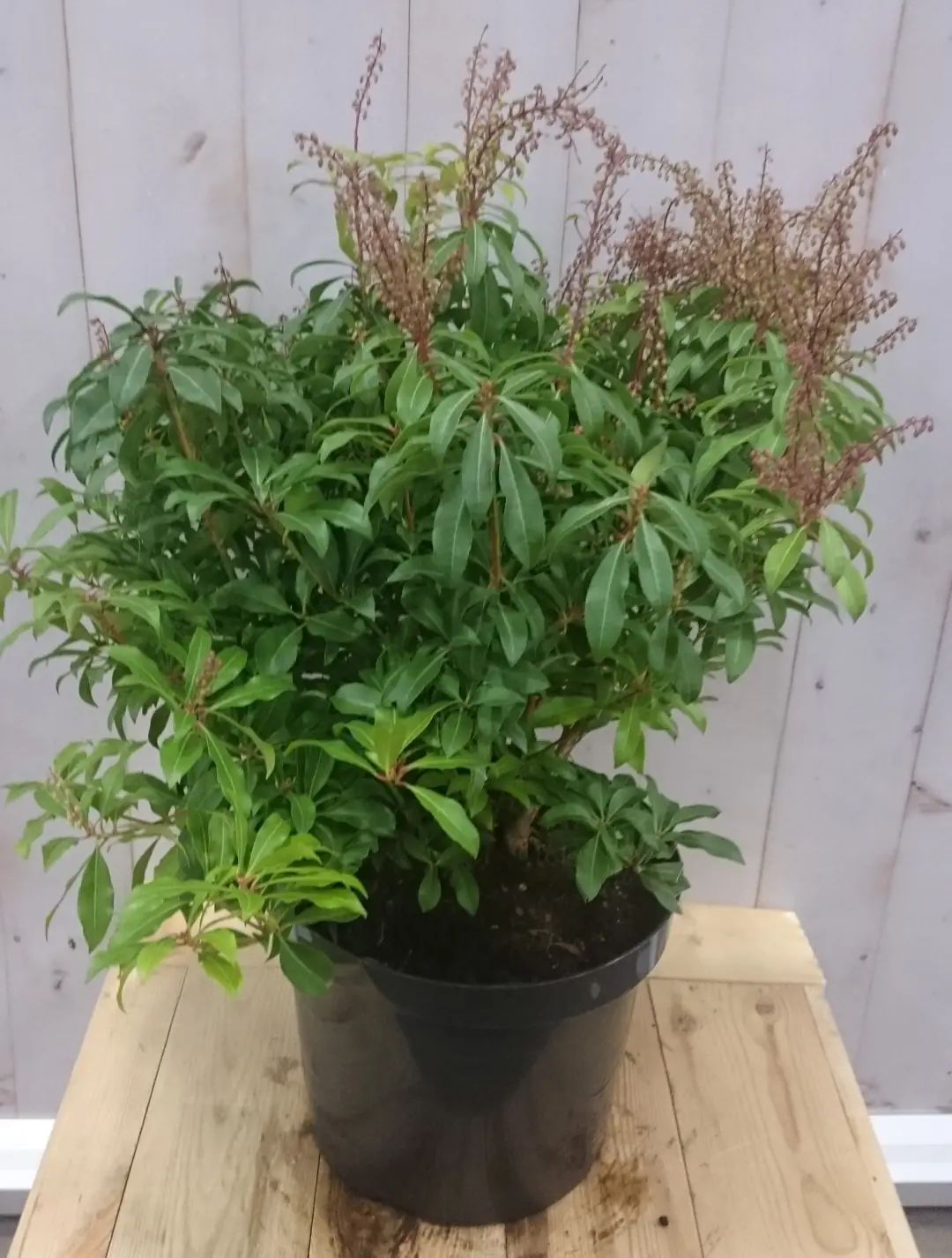 Pieris Rotsheide 50 cm groen Warentuin Natuurlijk