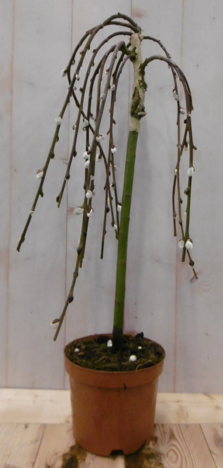 Salix Katjesboompje 40 cm Warentuin Natuurlijk