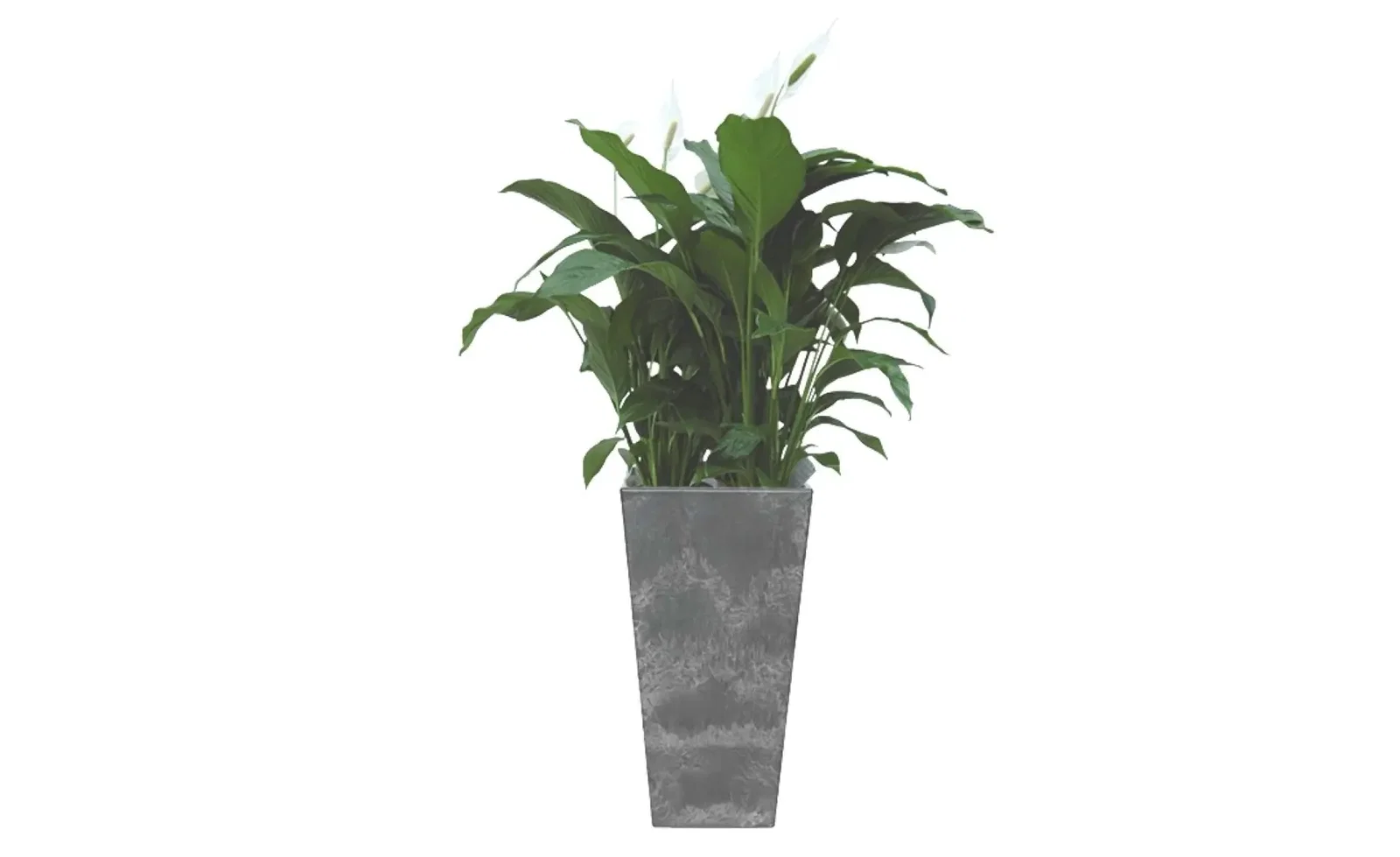 Lepelplant Spathiphyllum 90 cm in vaas Ella zwart 40 x 90 cm Artstone 2 planten Warentuin Natuurlijk