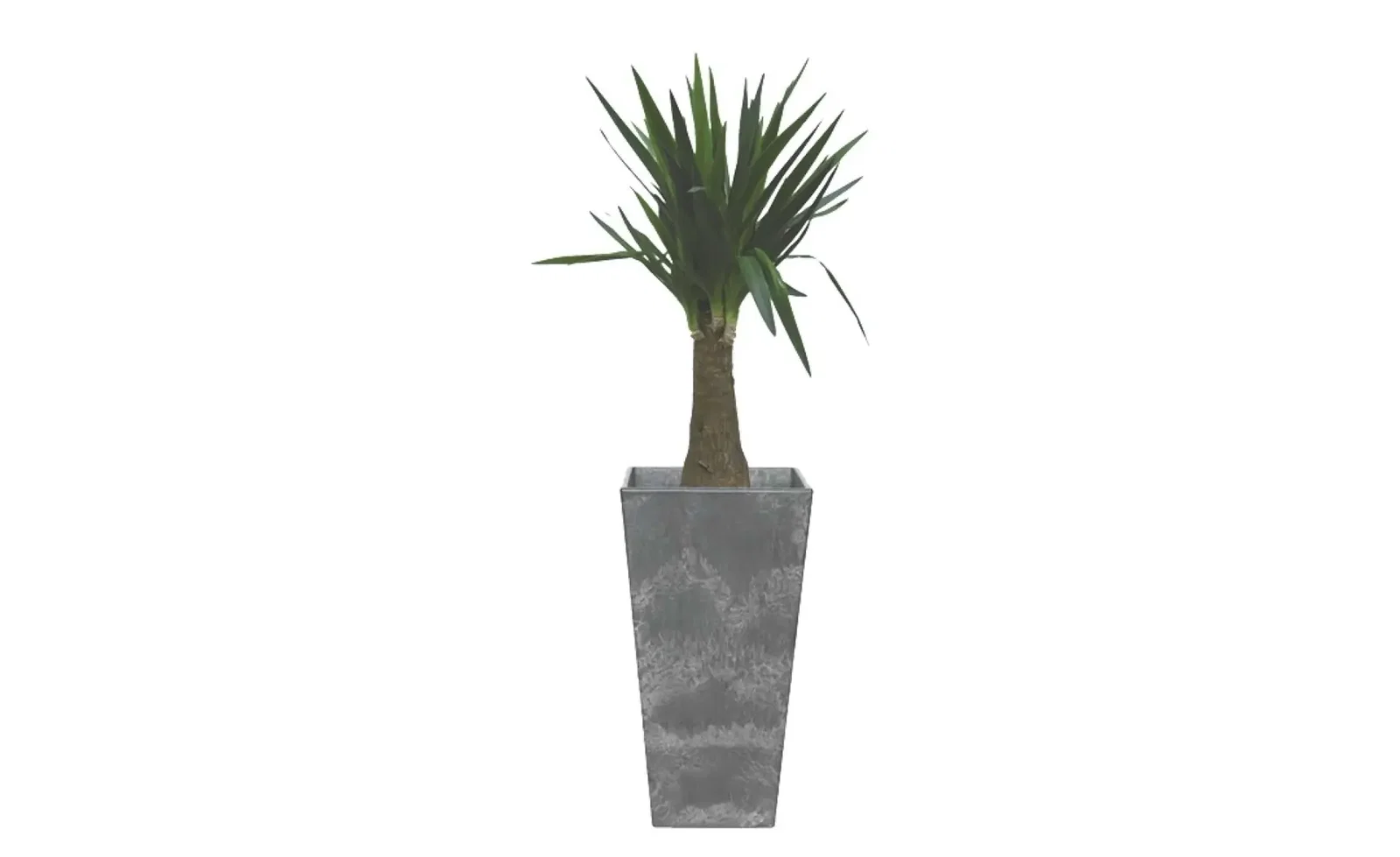 Kamerplant groot Yucca 90 cm in vaas Ella zwart 40 x 90 cm Artstone Warentuin Natuurlijk