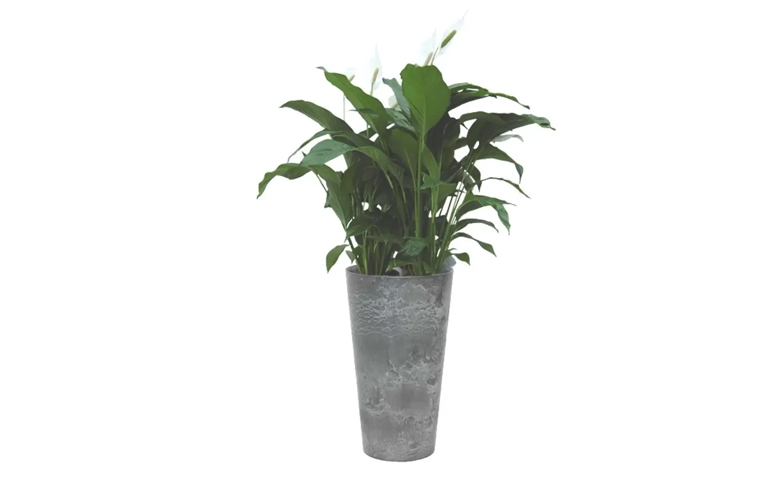 Lepelplant Spathiphyllum 90 cm in vaas Claire zwart 42 x 90 cm Artstone 2 planten Warentuin Natuurlijk