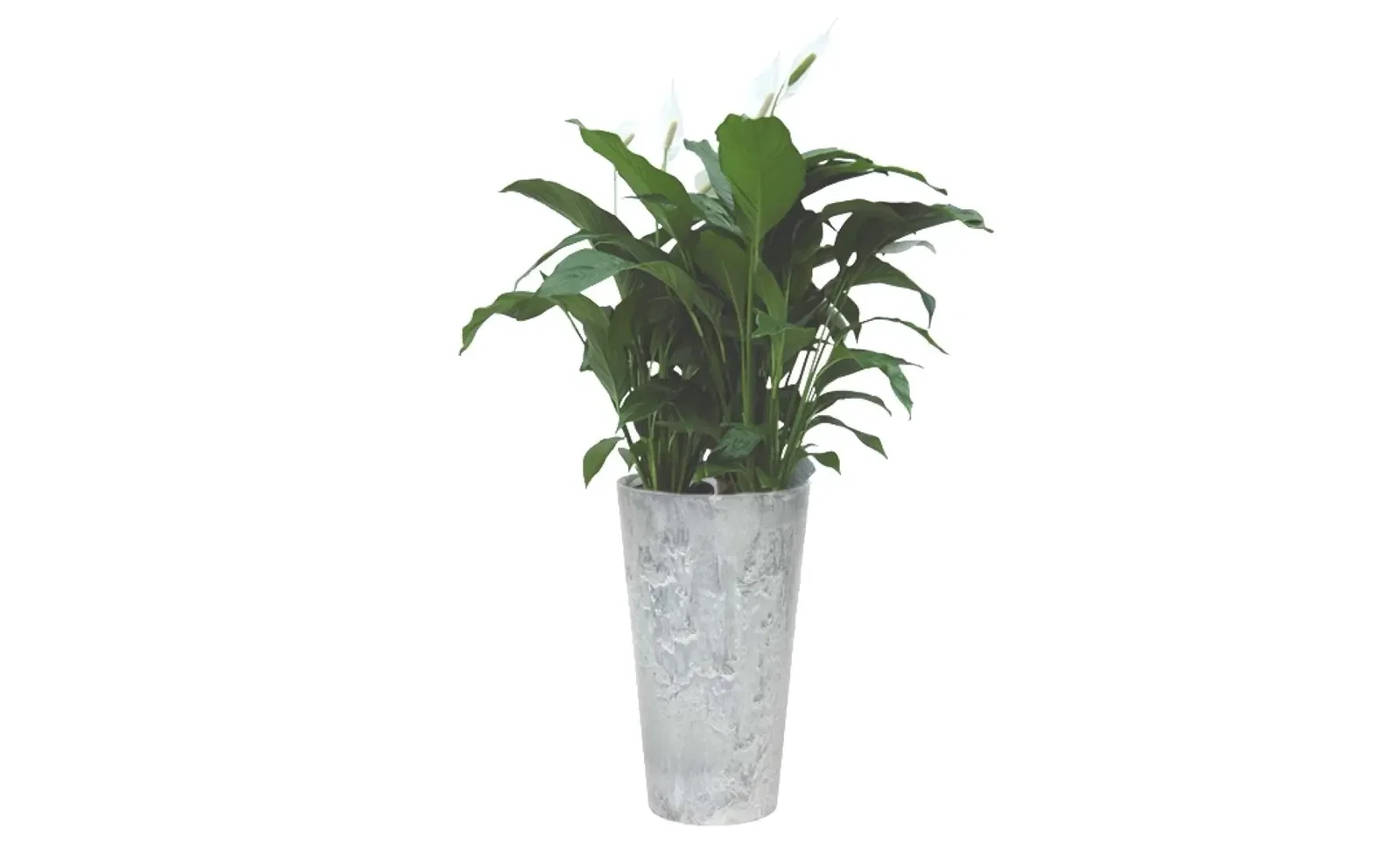 Lepelplant Spathiphyllum 90 cm in vaas Claire grijs 42 x 90 cm Artstone 2 planten Warentuin Natuurlijk
