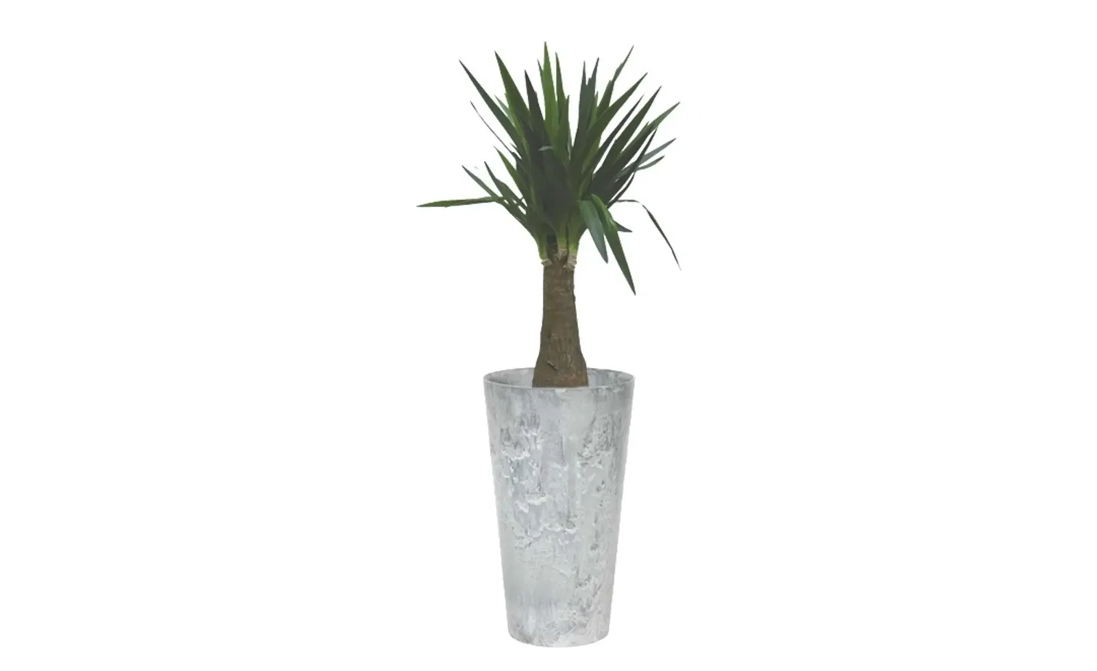 Kamerplant groot Yucca 90 cm in vaas Claire grijs 42 x 90 cm Artstone Warentuin Natuurlijk