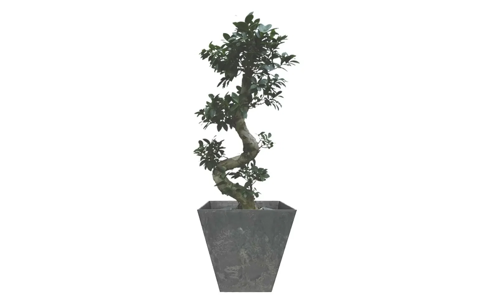 Kamerplant Bonsai Ficus 100 cm in pot Ella zwart 45 x 45 cm Artstone Warentuin Natuurlijk