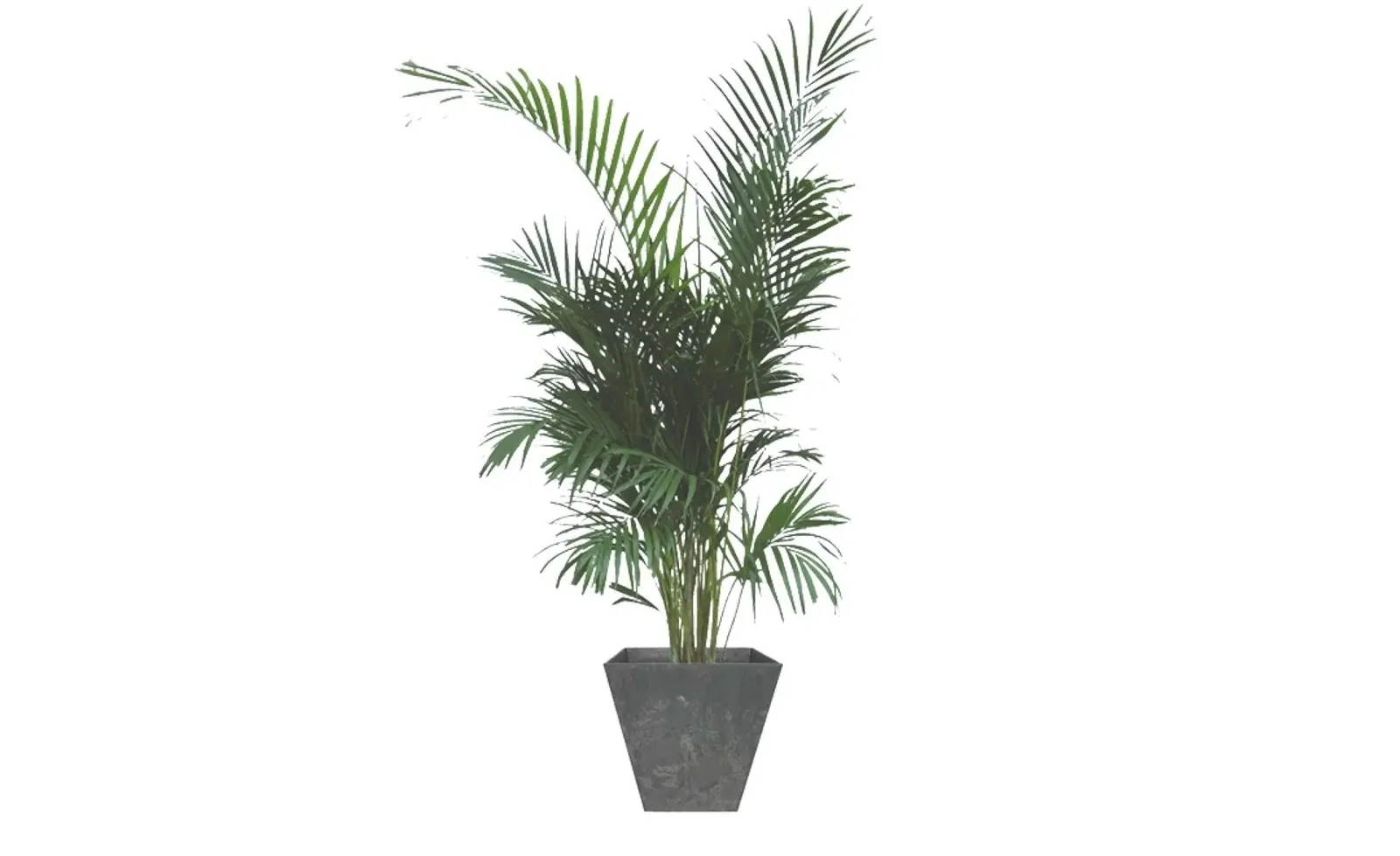 Kamerplant groot Areca Lutescens 100 cm in pot Ella zwart 45 x 45 cm Artstone Warentuin Natuurlijk