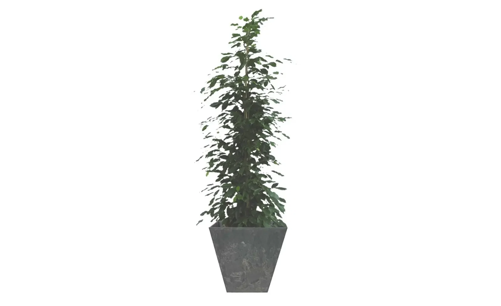 Kamerplant groot Ficus Benjamina Danita 120 cm in pot Ella zwart 45 x 45 cm Artstone Warentuin Natuurlijk