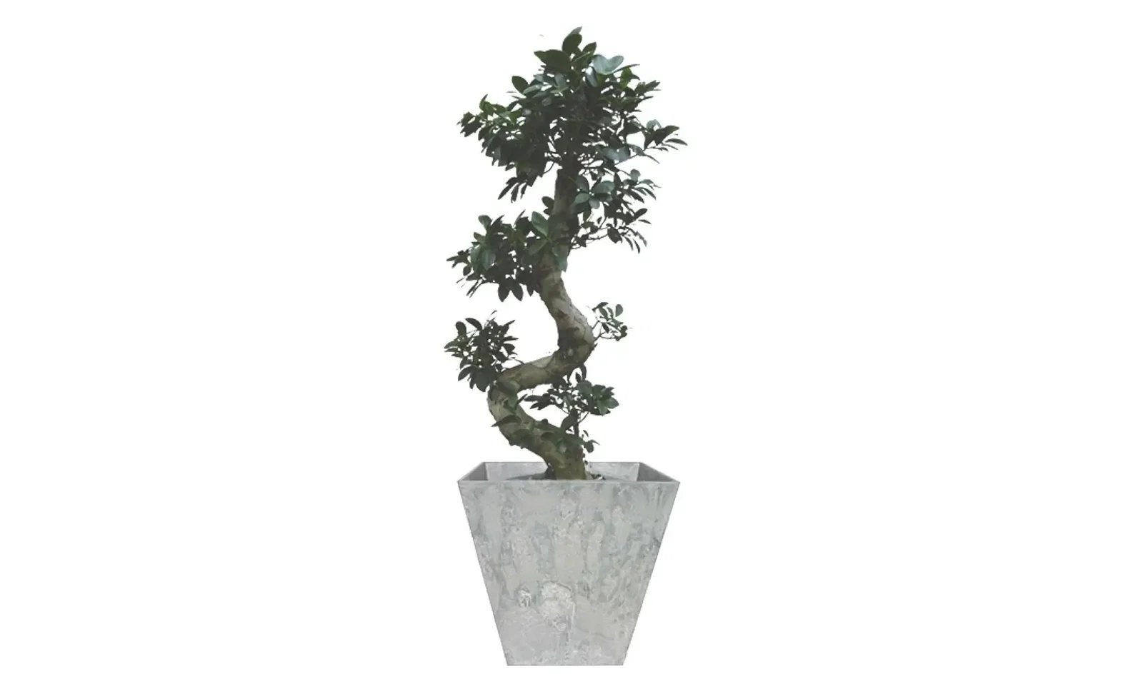 Kamerplant Bonsai Ficus 100 cm in pot Ella grijs 45 x 45 cm Artstone Warentuin Natuurlijk