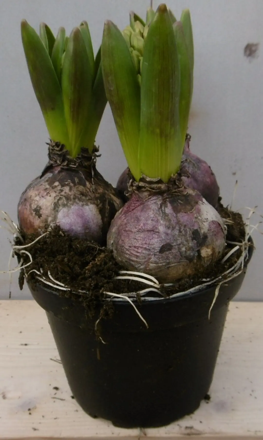 3 stuks! Bolletjes Hyacint roze in potje Voorjaarsbollen Warentuin Natuurlijk