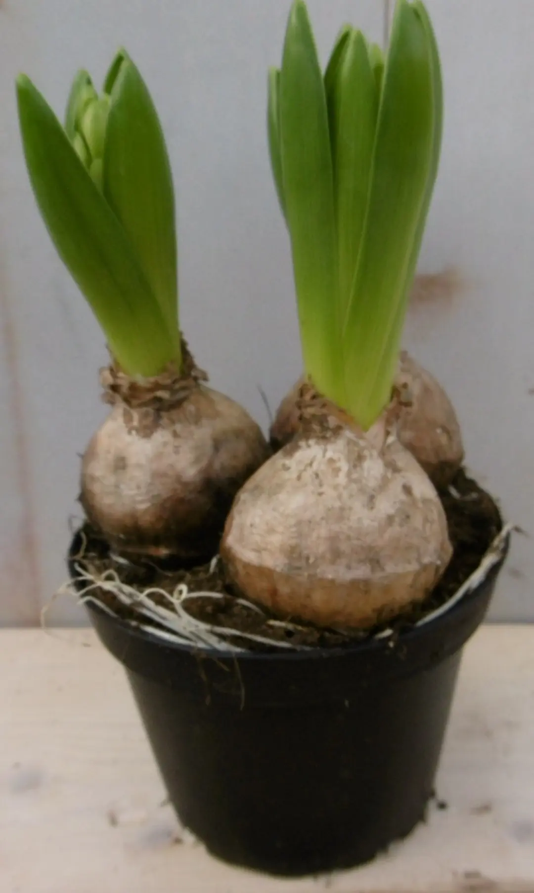 3 stuks! Bolletjes Hyacint wit in potje Voorjaarsbollen Warentuin Natuurlijk