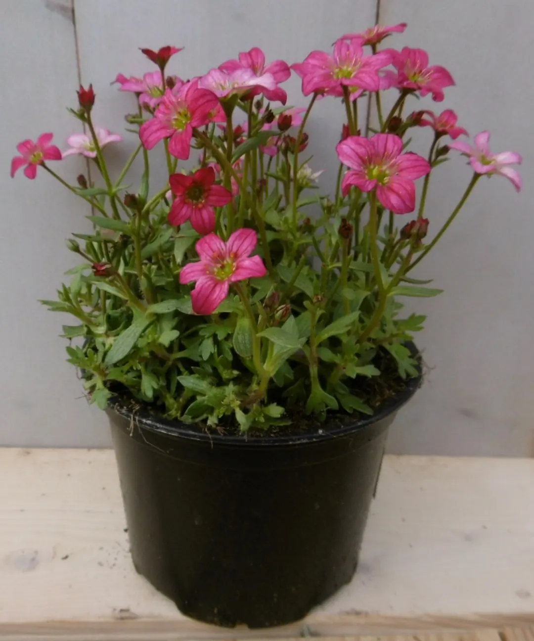 3 stuks! Saxifraga roze Steenbreek Warentuin Natuurlijk