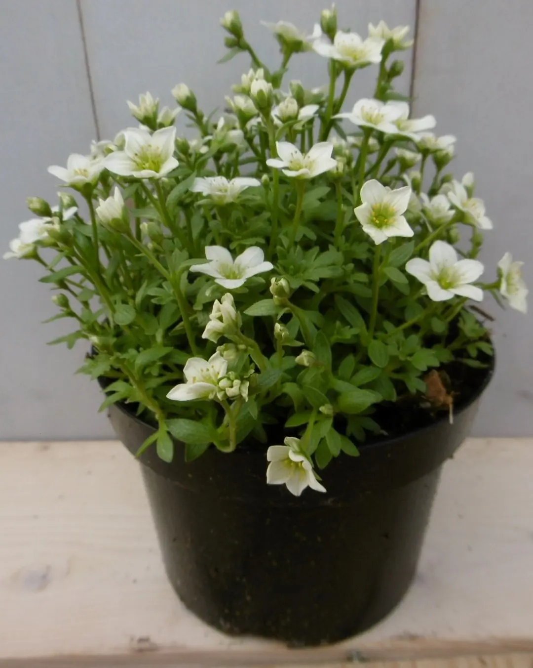 3 stuks! Saxifraga wit Steenbreek Warentuin Natuurlijk