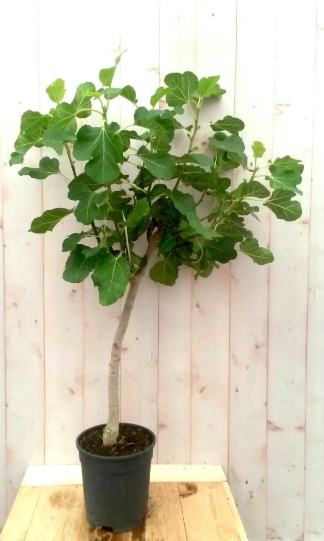 Vijg stamboom 100 cm 50 cm stam Ficus Warentuin Natuurlijk