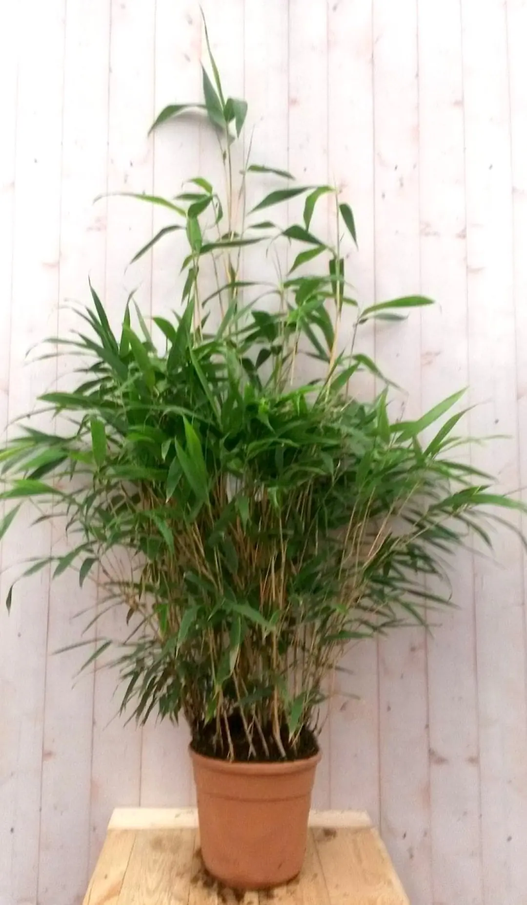 Bamboe rietachtig 150 cm Phyllostachys Warentuin Natuurlijk