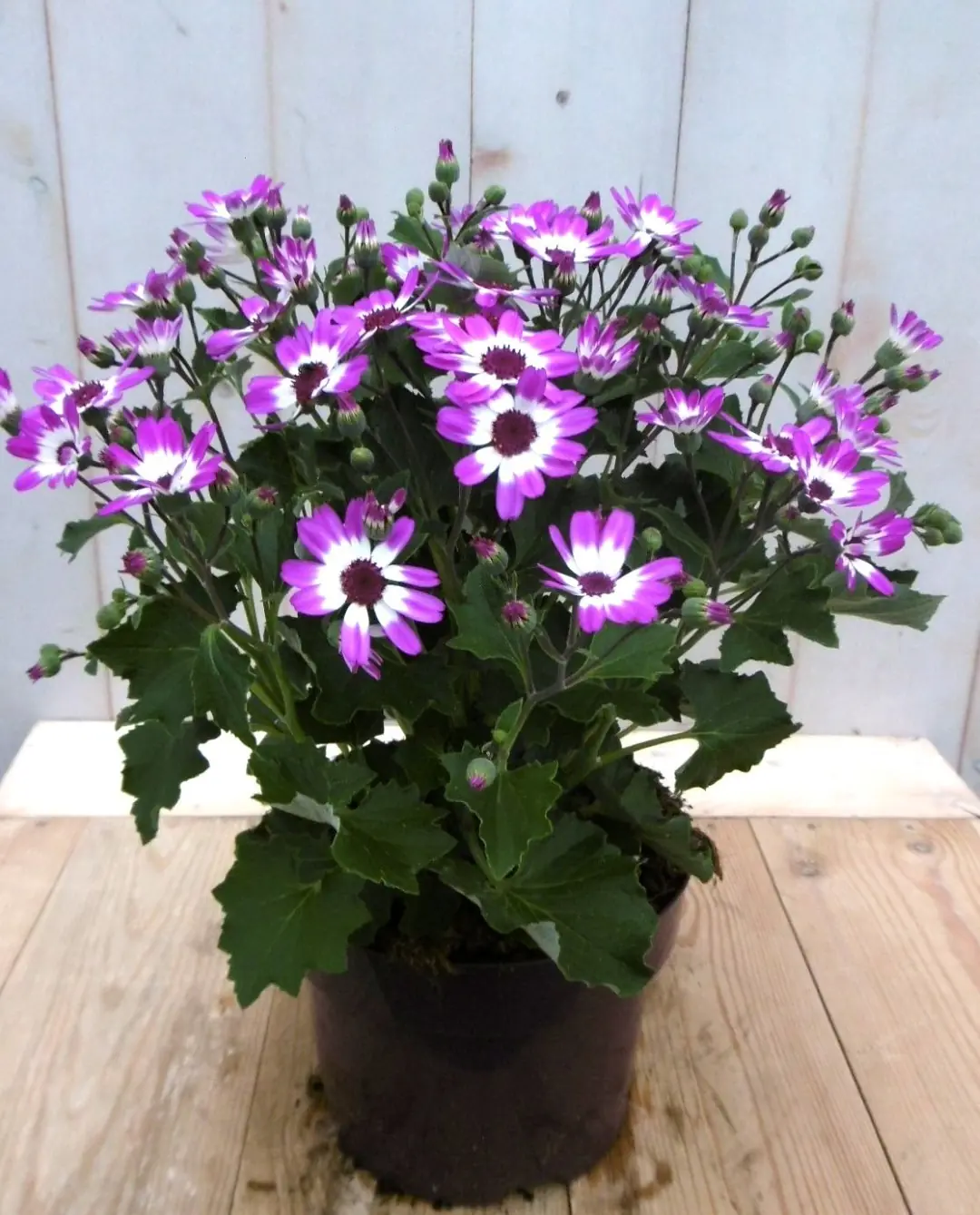 Senetti eenjarig roze Pericallis Warentuin Natuurlijk
