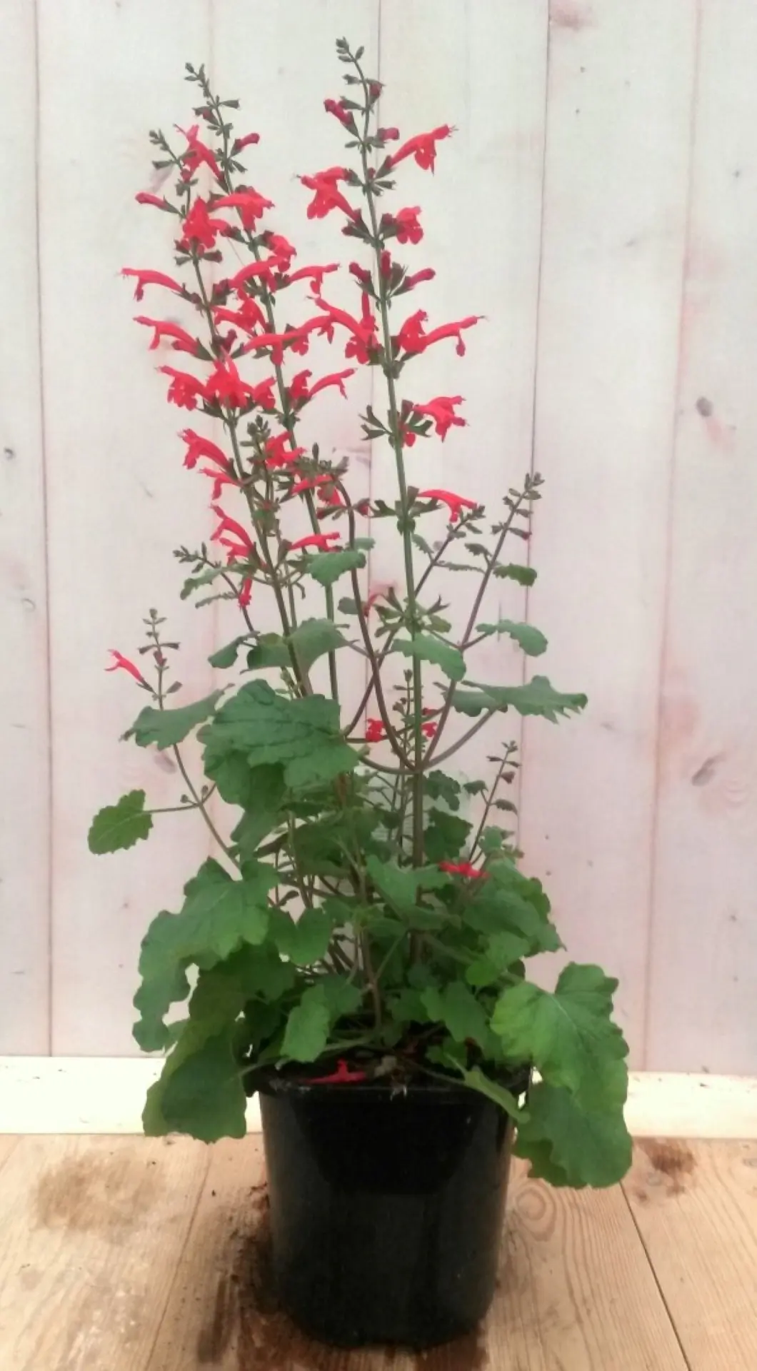 Salvia Salie rood Warentuin Natuurlijk