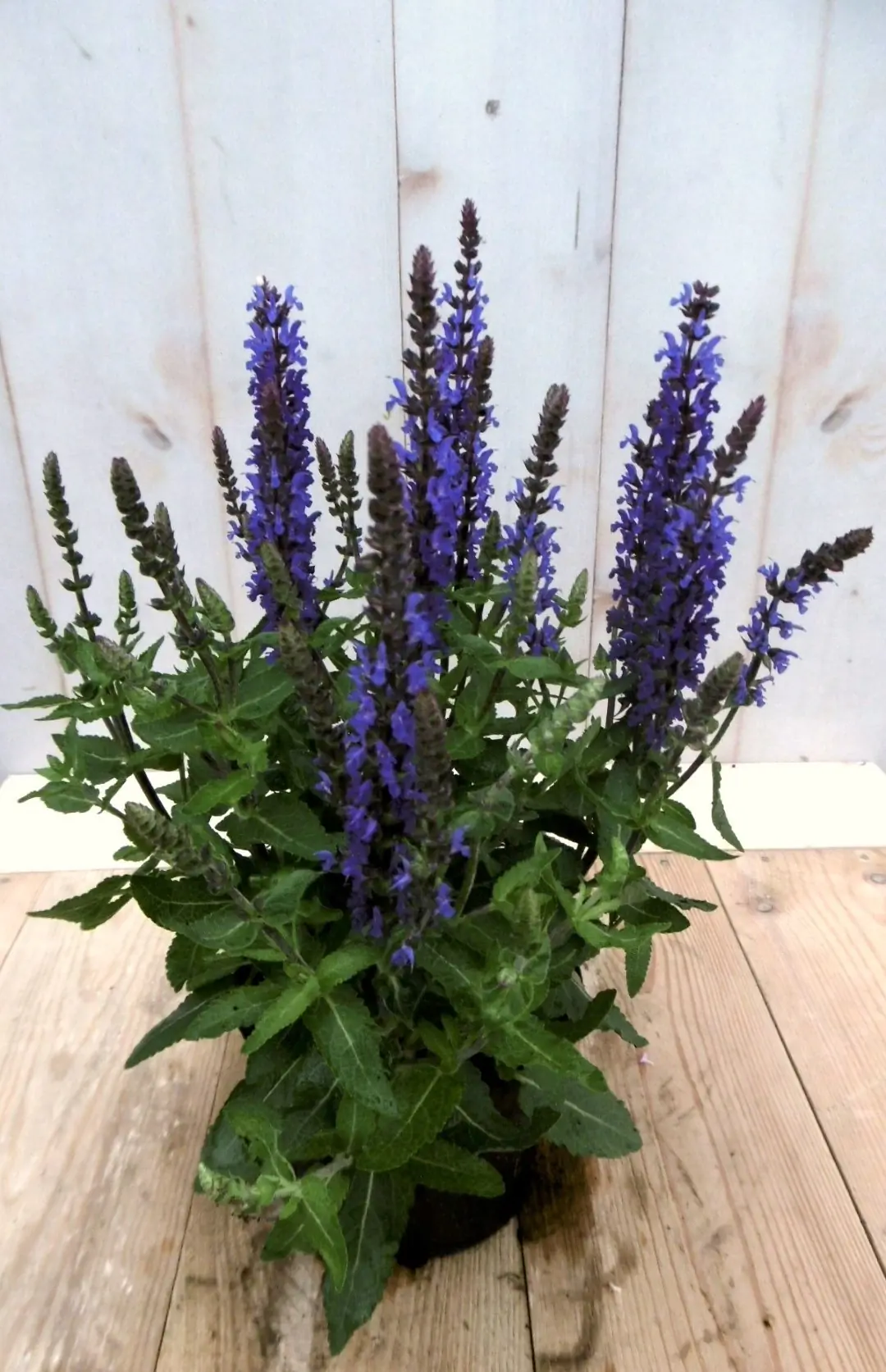 Salvia blauw Warentuin Natuurlijk
