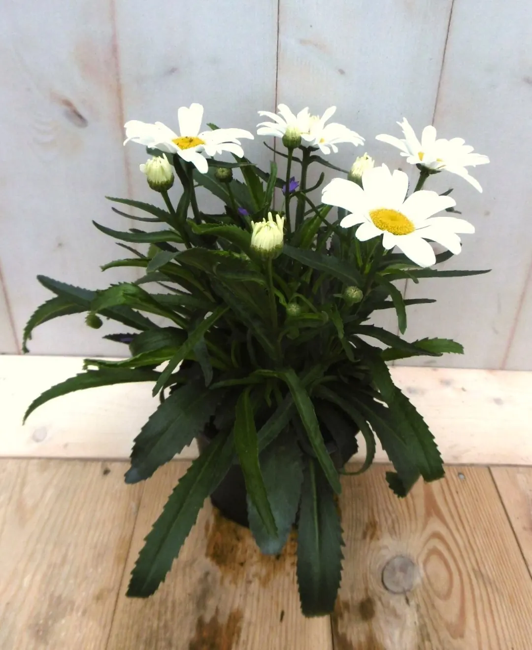 Margriet Leucanthemum vulgare wit Warentuin Natuurlijk