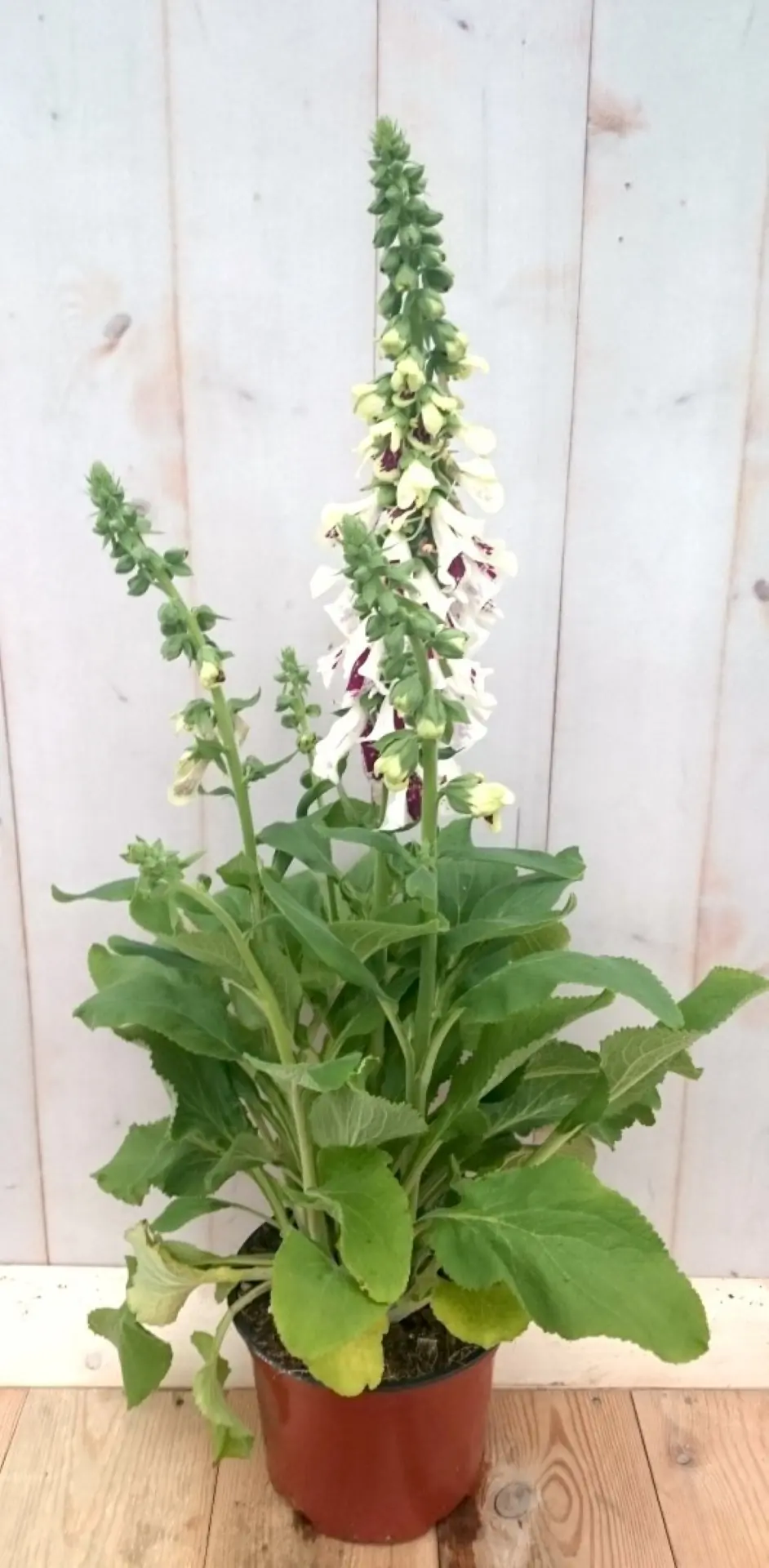 Vingerhoedskruid Digitalis purpurea wit 40 cm Warentuin Natuurlijk