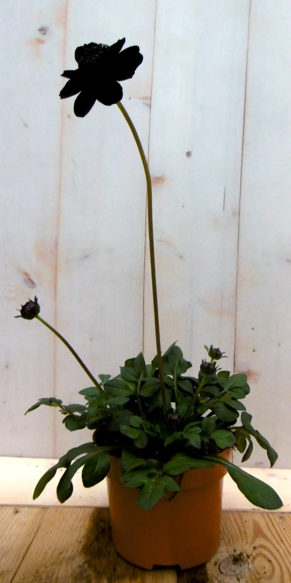 Chocoladeplant Cosmos Atrosanguineus Warentuin Natuurlijk