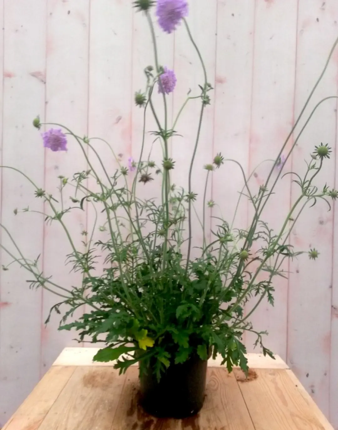 IJzerhard Verbena blauw Warentuin Natuurlijk