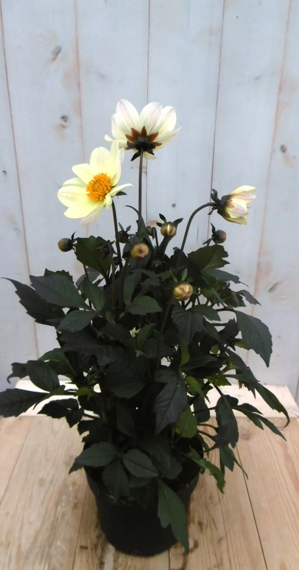 Dahlia Moonfire donkerroodblad gele bloem 40 cm Warentuin Natuurlijk