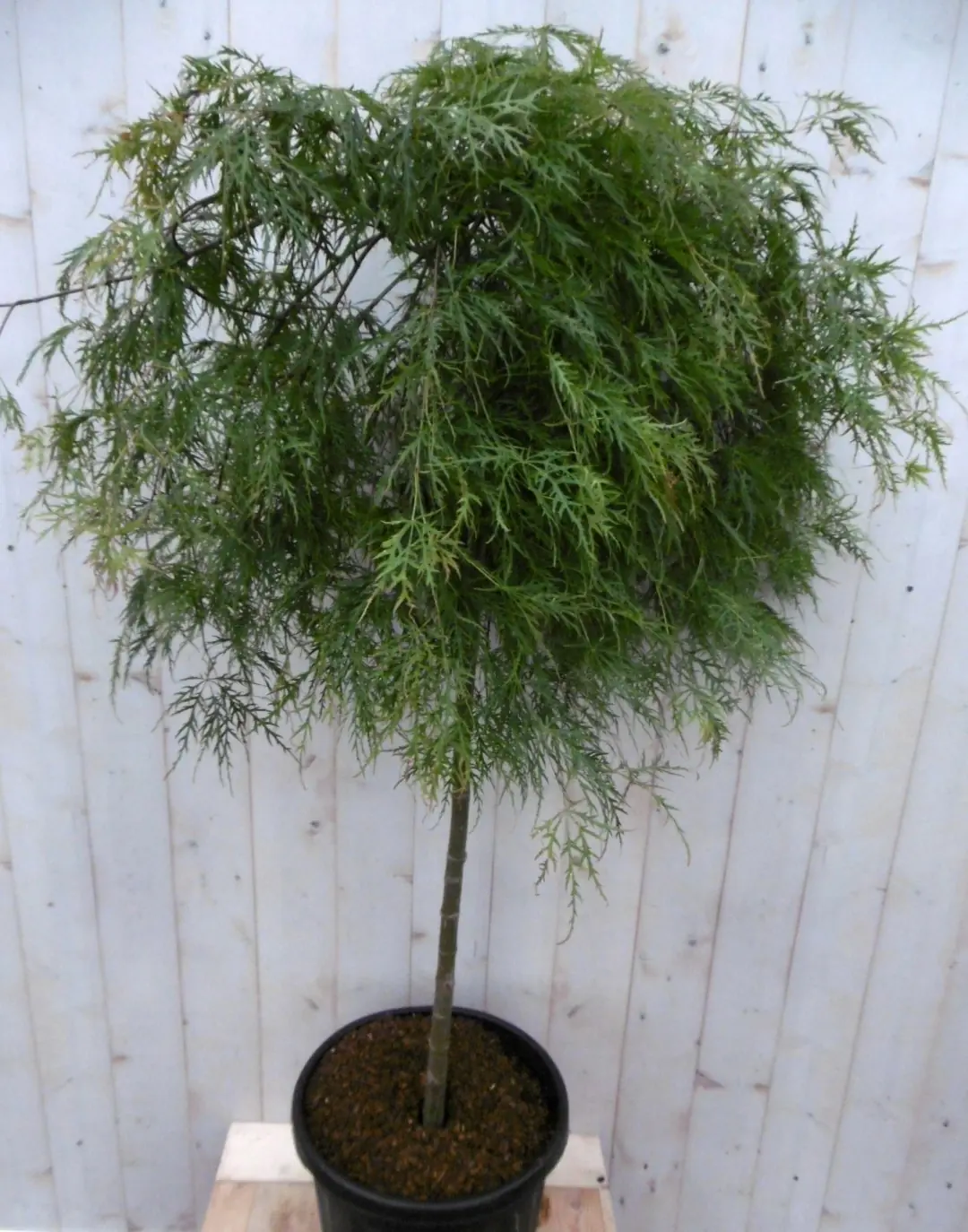 Japanse esdoorn Acer palmatum groen blad stamhoogte 80 cm met flinke kruin Warentuin Natuurlijk