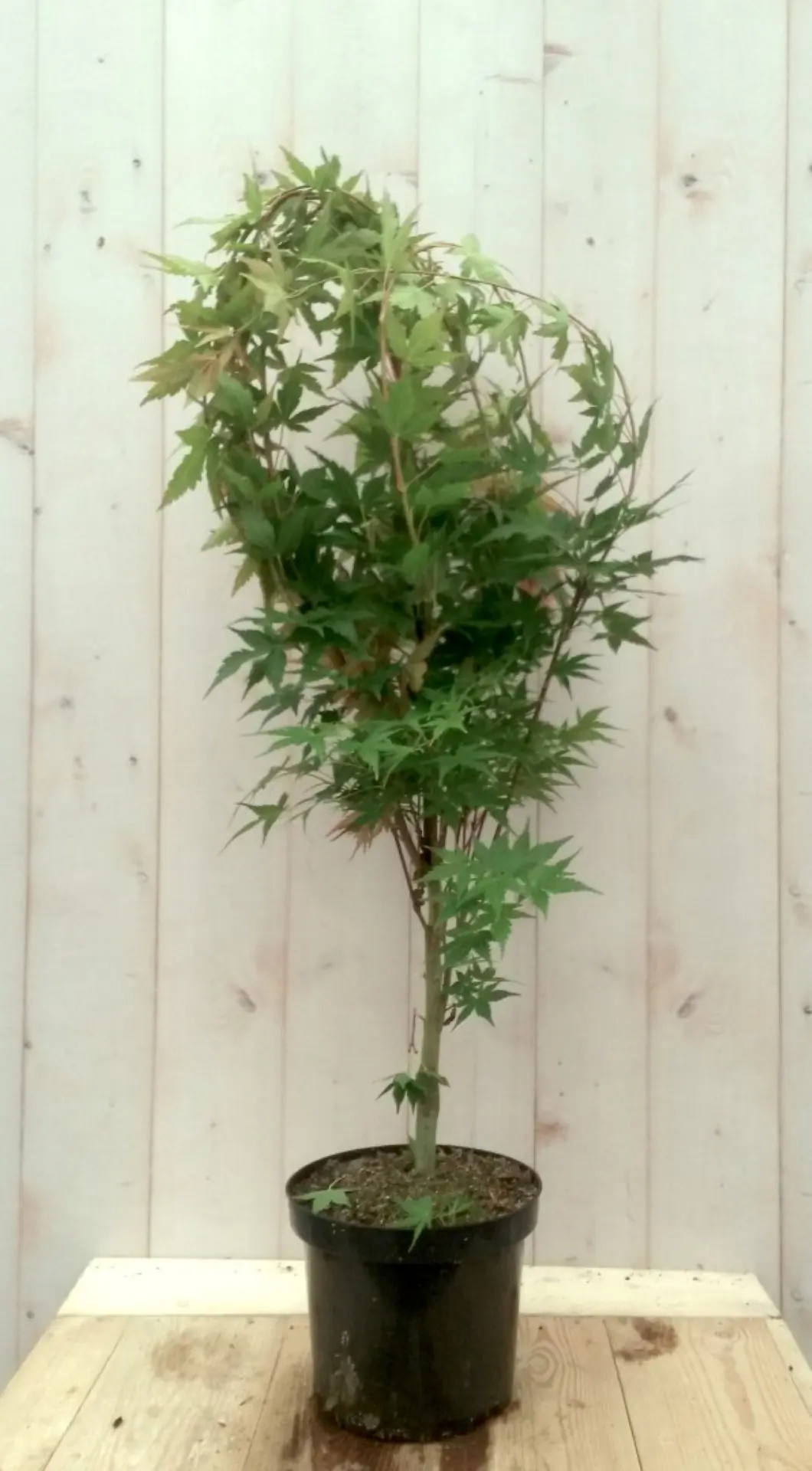 Japanse esdoorn Acer palmatum boompje groen groot blad 90 cm struikje Warentuin Natuurlijk