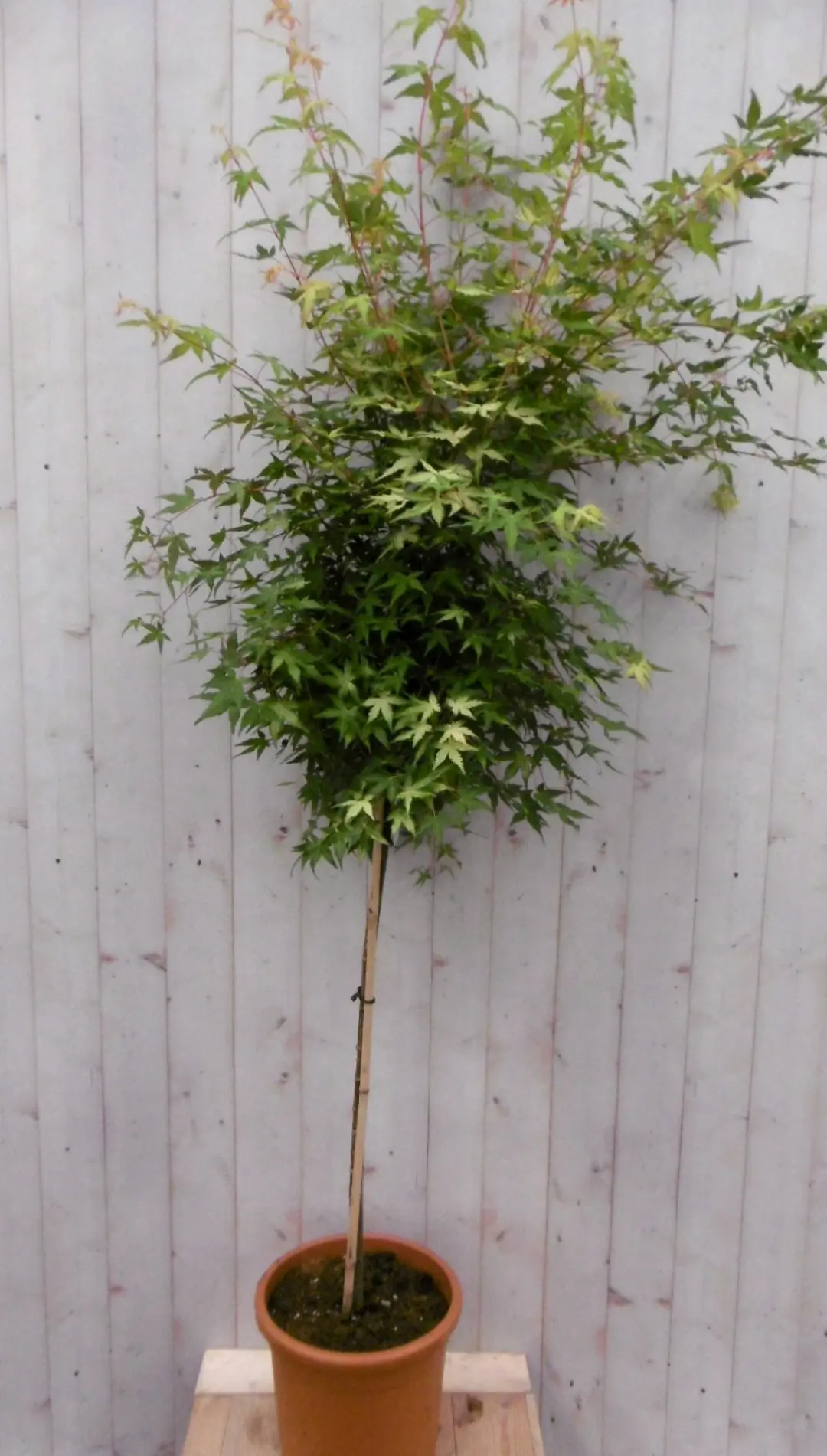 Japanse esdoorn Acer palmatum flink boompje groen blad stamhoogte 100 cm Warentuin Natuurlijk