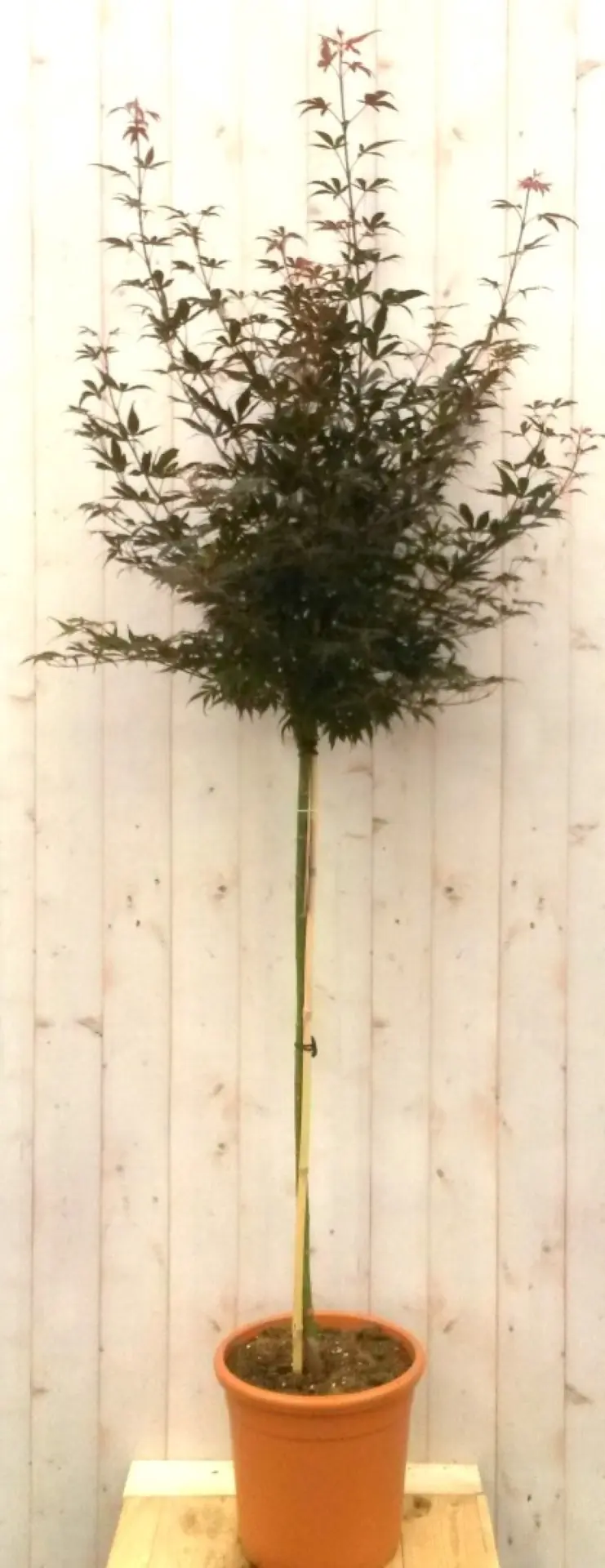 Japanse esdoorn Acer palmatum flink boompje rood blad stamhoogte 100 cm Warentuin Natuurlijk