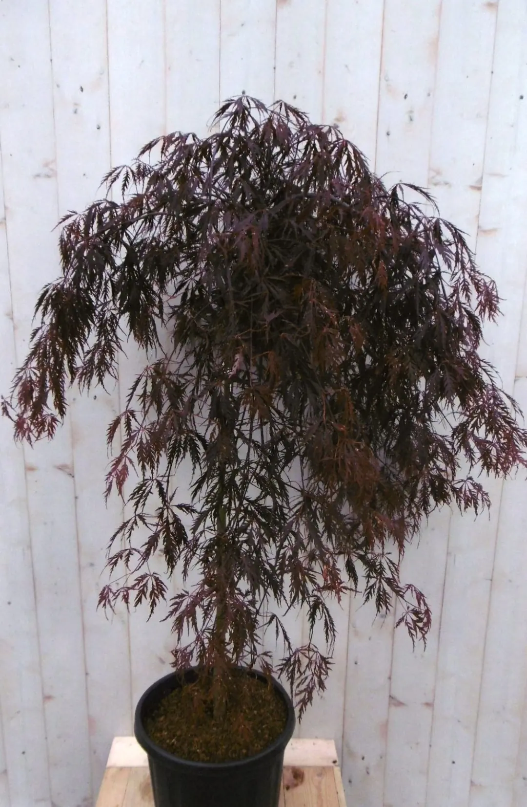 Japanse esdoorn Acer palmatum rood blad stamhoogte 80 cm met flinke kruin Warentuin Natuurlijk