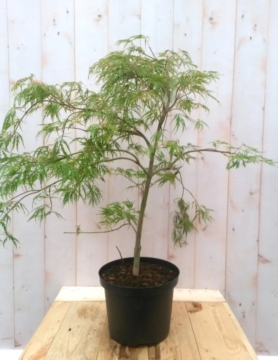 Japanse esdoorn Acer palmatum boompje groen smal blad struikje 90 cm Struik Warentuin Natuurlijk