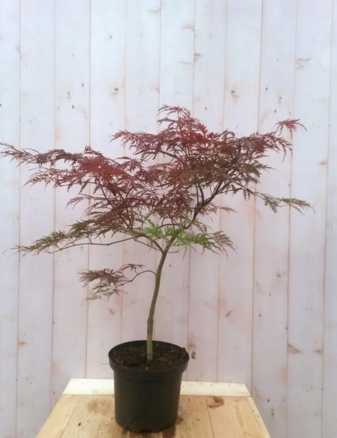 Japanse esdoorn Acer palmatum boompje rood smal blad struikje 90 cm Struik Warentuin Natuurlijk