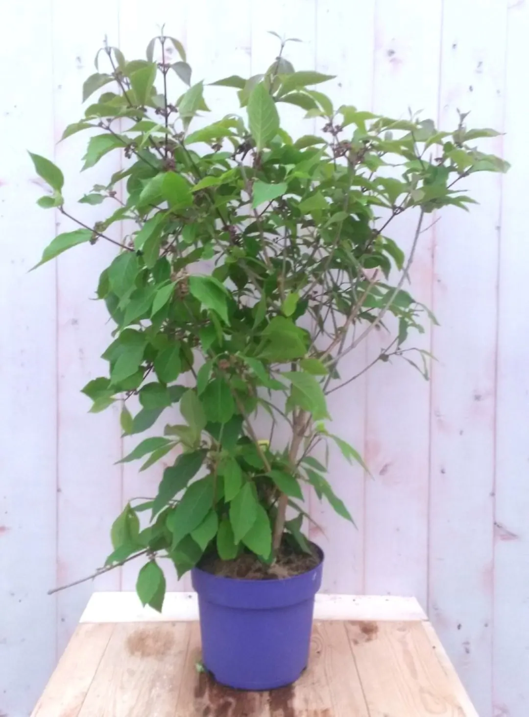 Callicarpa Schoonvrucht 80 cm Warentuin Natuurlijk