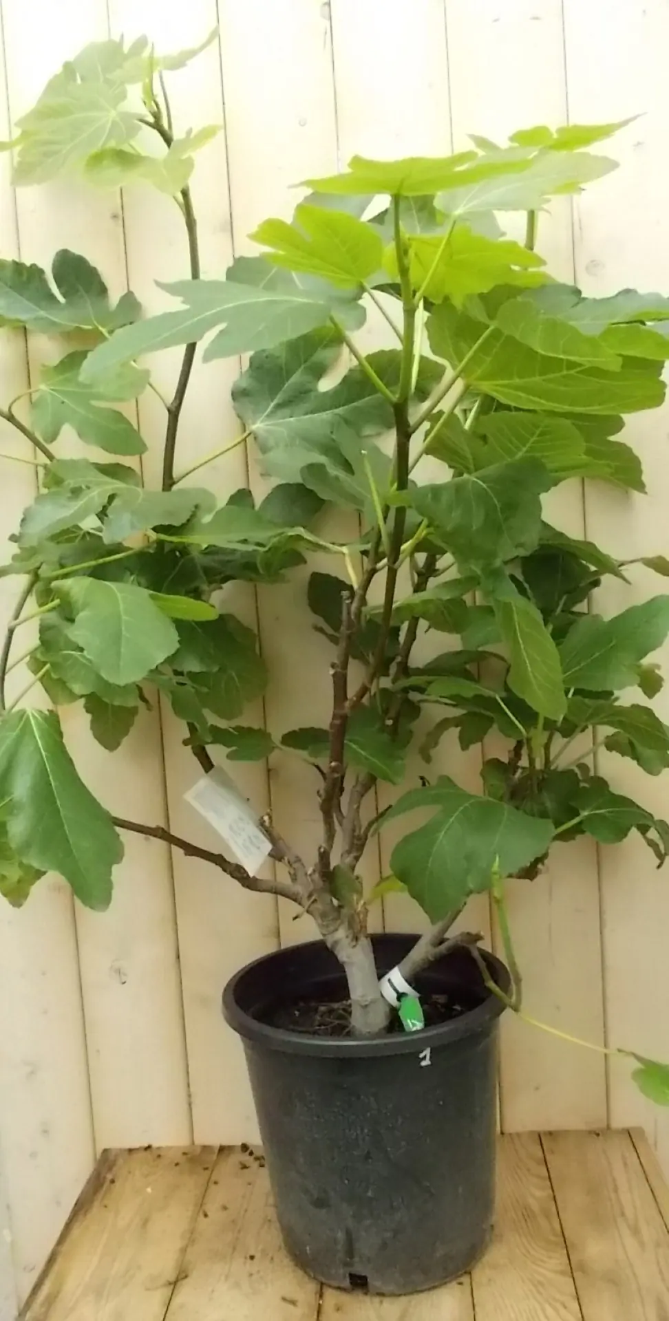 Vijg struik 100 cm Ficus Warentuin Natuurlijk