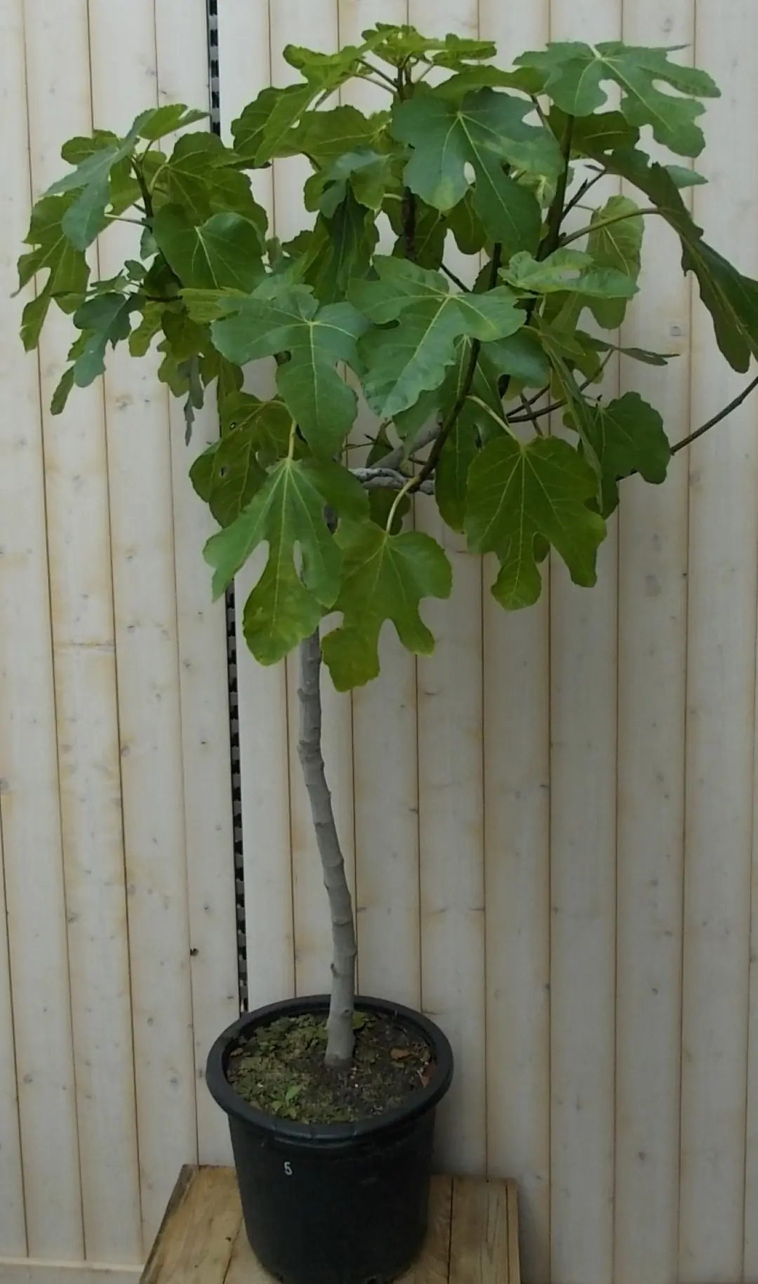 Vijg stamboom 150 cm 70 cm stam Ficus Warentuin Natuurlijk