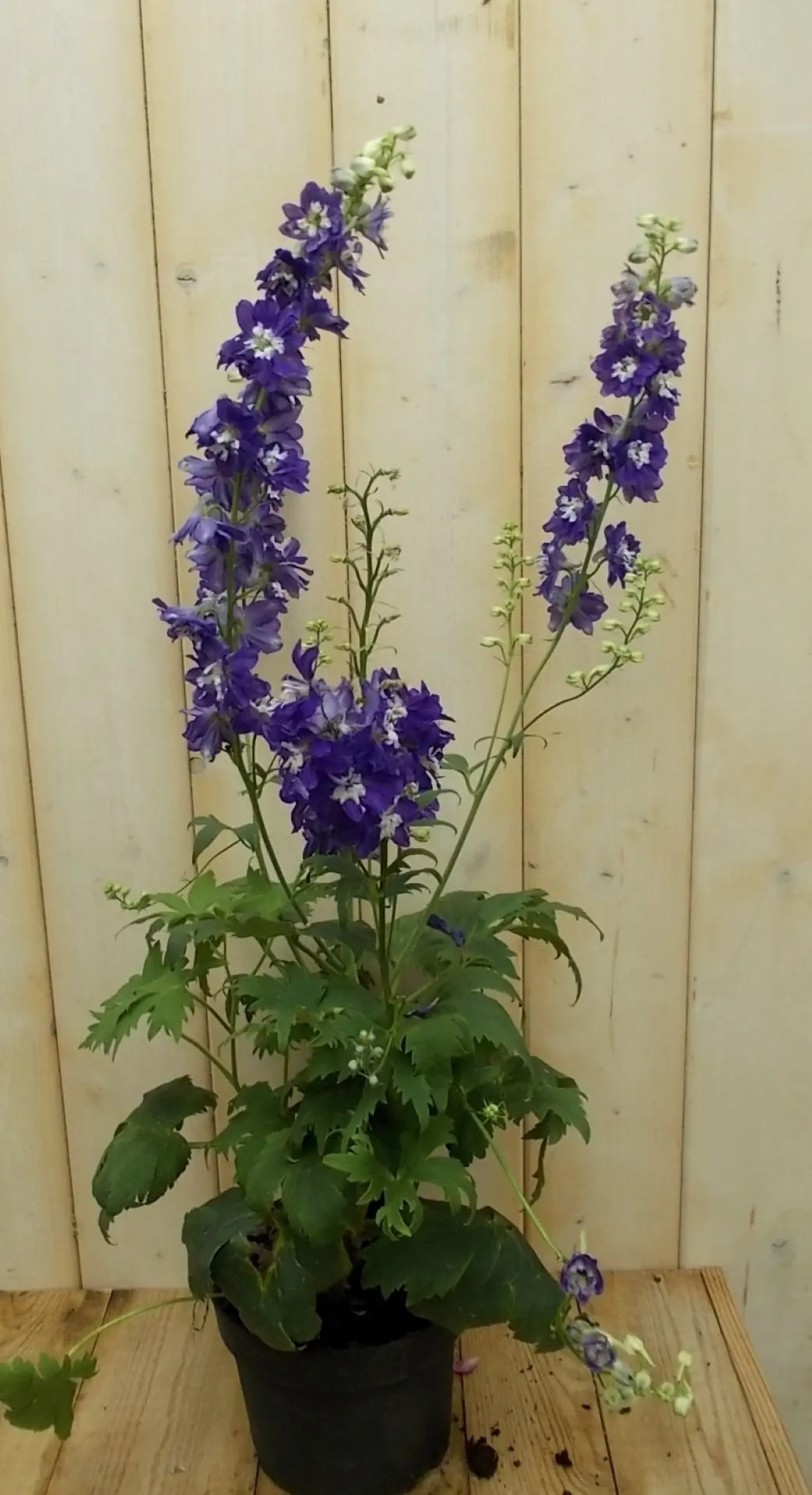 Ridderspoor Delphinium blauw Warentuin Natuurlijk