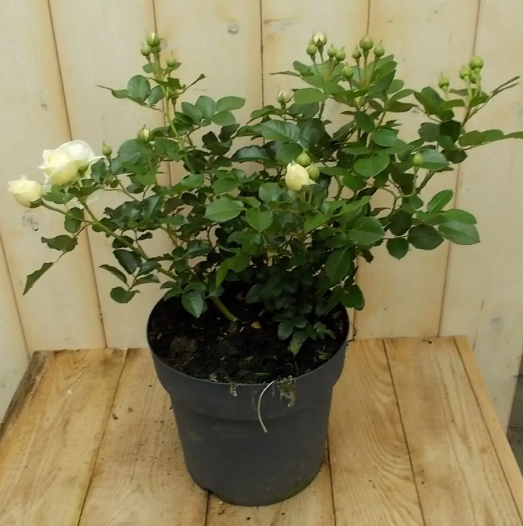 Rosa Struikroos rozen geel Warentuin Natuurlijk