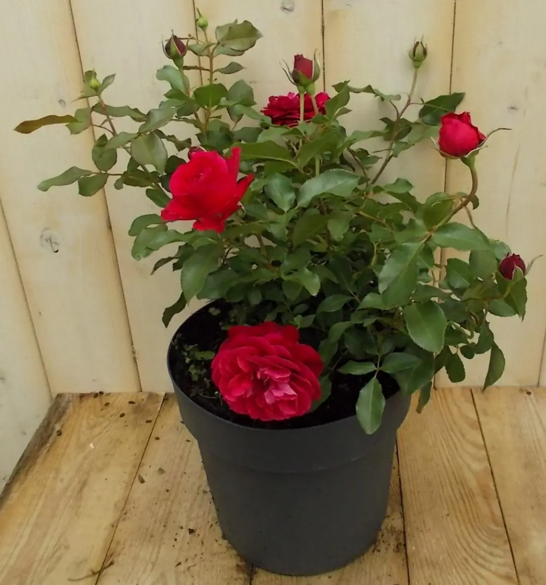 Rosa Struikroos rozen rood Warentuin Natuurlijk