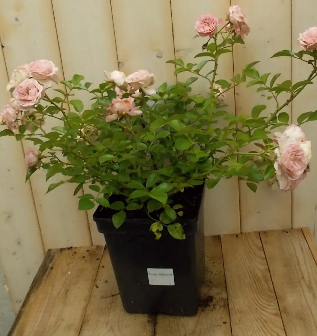 Rosa Struikroos rozen roze Warentuin Natuurlijk