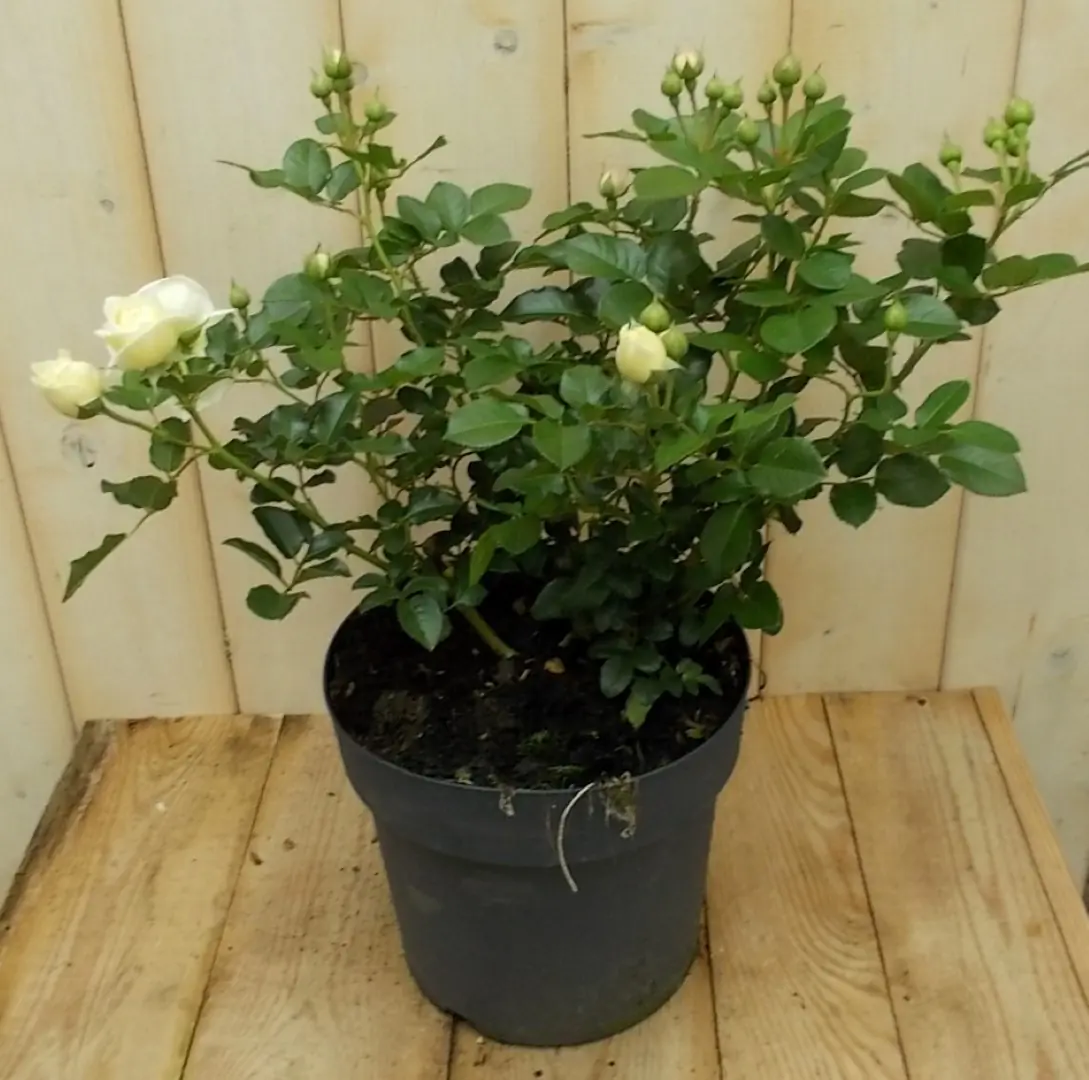 Rosa Struikroos rozen wit Warentuin Natuurlijk