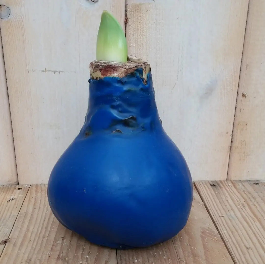 Amaryllisbol blauw/paars in wax Warentuin Natuurlijk