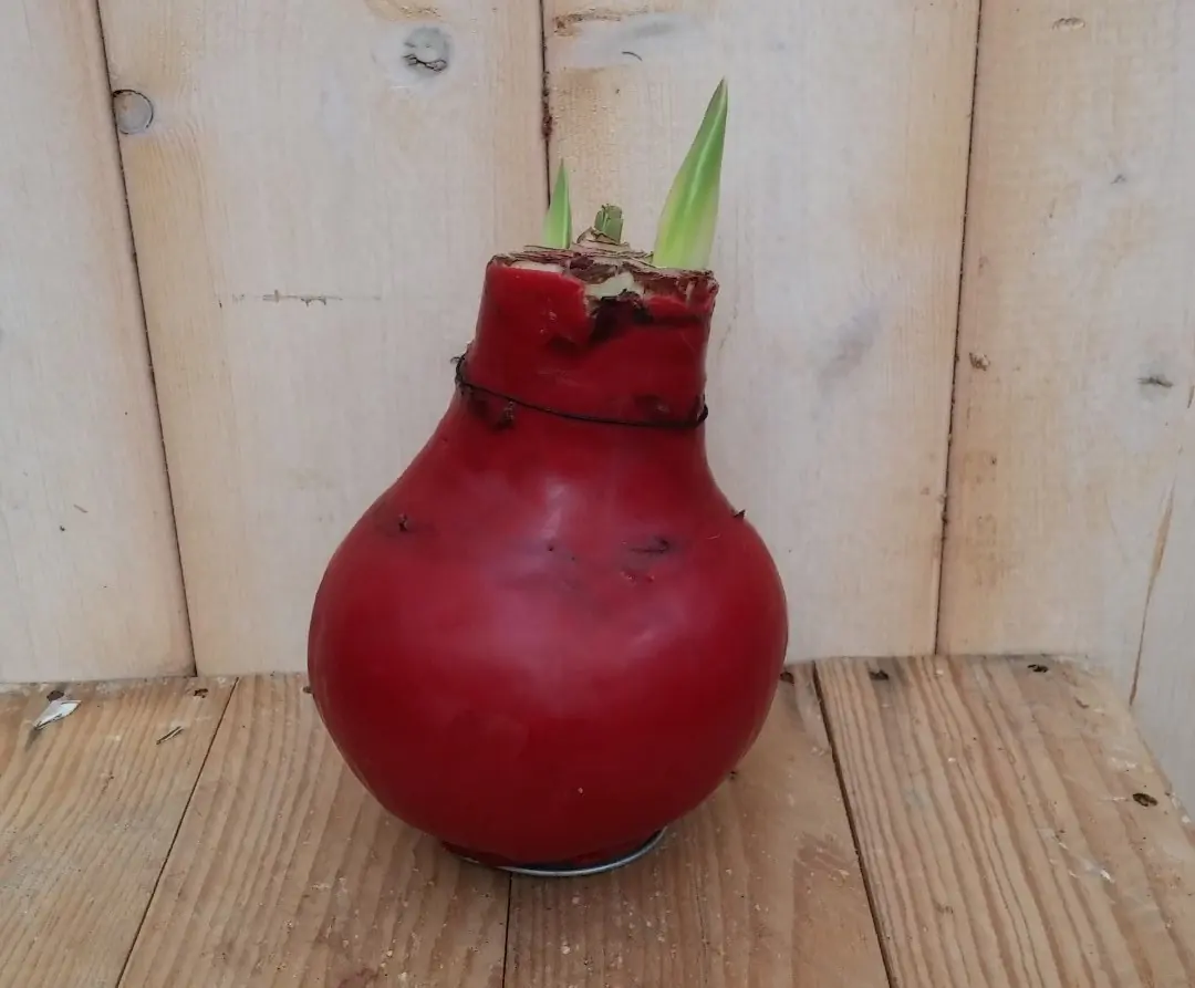 Amaryllisbol rood in wax Warentuin Natuurlijk