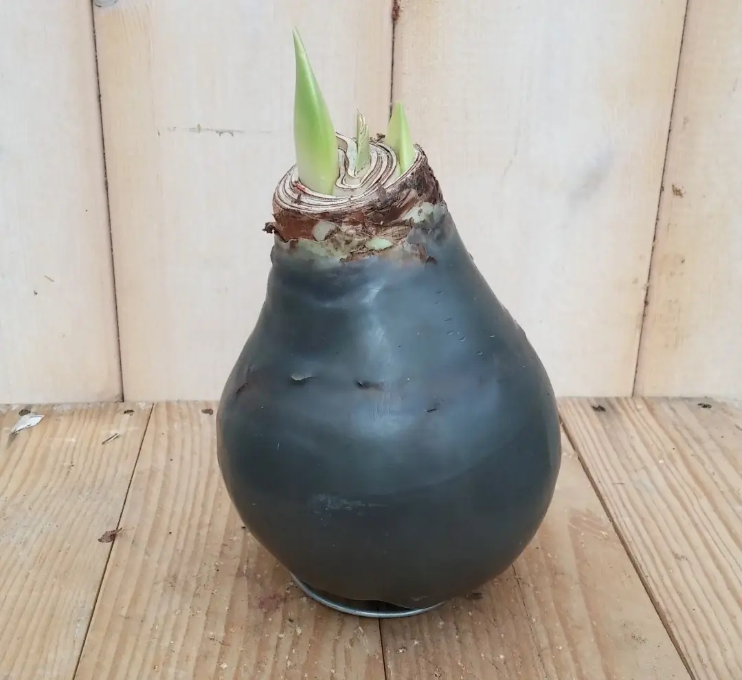 Amaryllisbol antraciet/zwart in wax Warentuin Natuurlijk