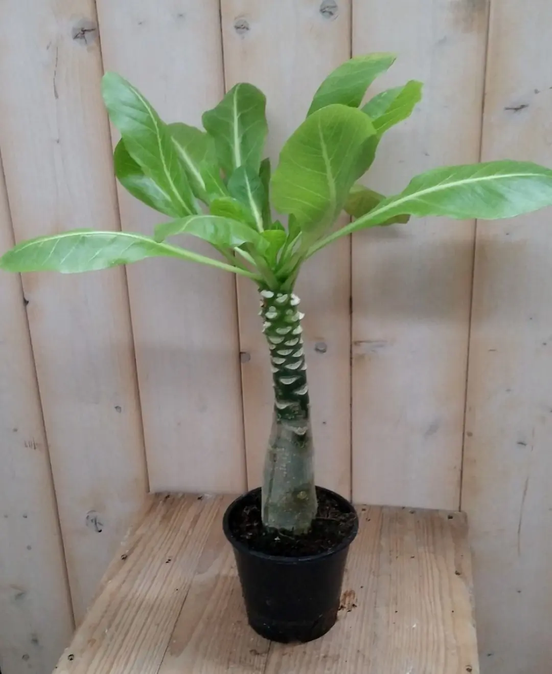 Hawaiiaanse palm Brighamia Warentuin Natuurlijk