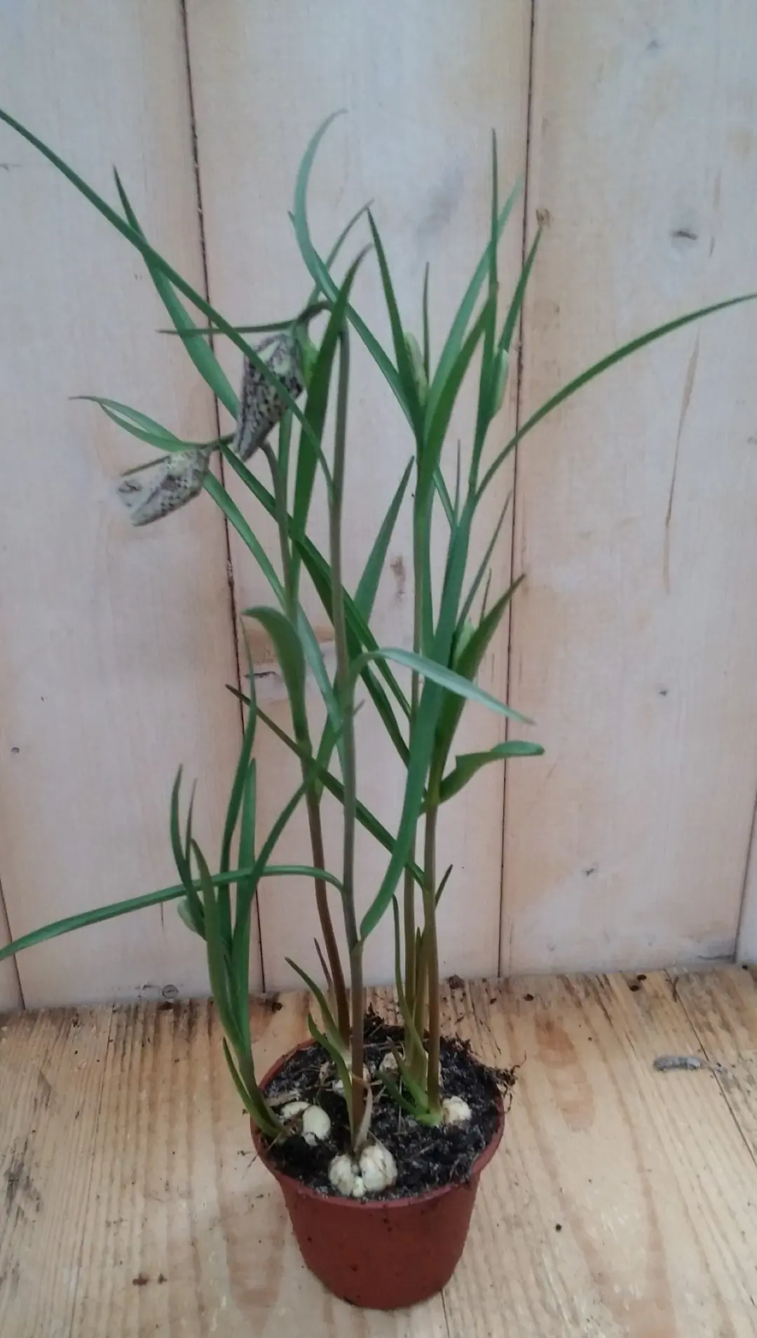 3 stuks! Bolletjes Kievitsbloem Fritillaria Warentuin Natuurlijk