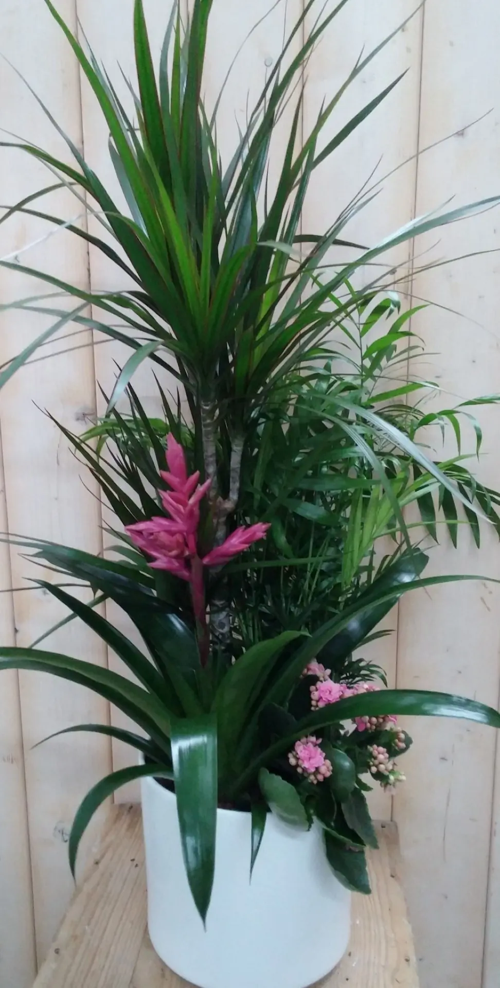Bromelia roze plantenbakje binnen witte pot Warentuin Natuurlijk