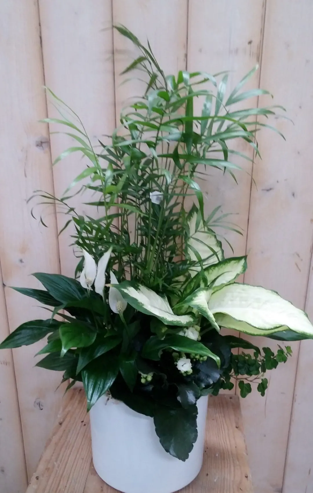 Lepelplant plantenbakje binnen Spathiphyllum witte pot Warentuin Natuurlijk