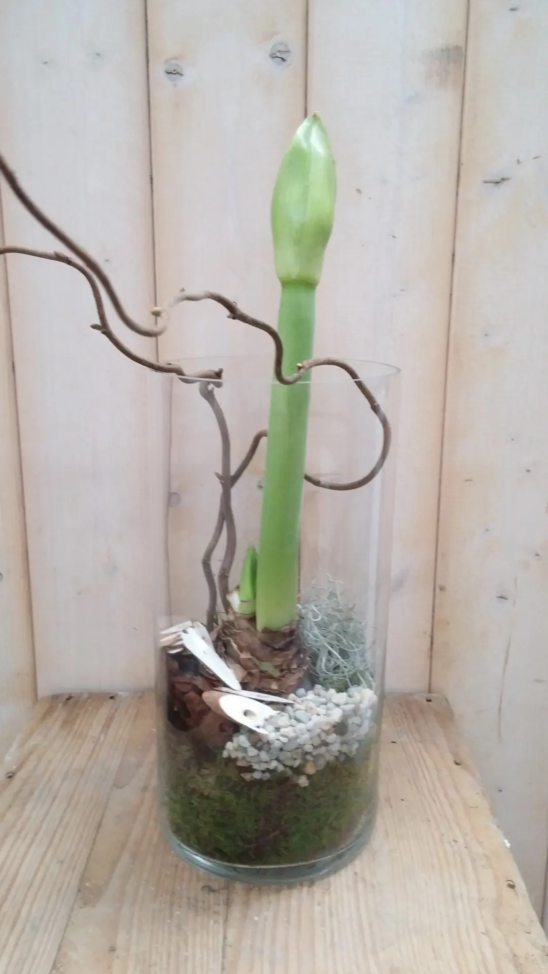 Amaryllis de luxe plantenbakje buiten Warentuin Natuurlijk